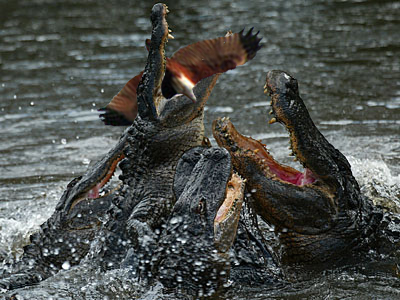 American alligators (Alligator mississippiensis) compete for prime position during a feeding frenzy at the Australian Reptile Park near Sydney, 30 September 2003.  The alligators are exceptionally ravenous having just awoken after five-months hibernation during the southern hemisphere winter.  AFP PHOTO/Torsten BLACKWOOD  (Photo credit should read TORSTEN BLACKWOOD/AFP/Getty Images)